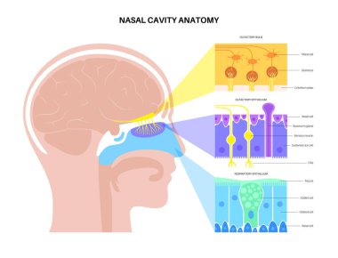 nasal cavity anatomy clipart