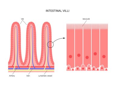 Bağırsak villus anatomisi
