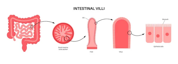 Concepto de vellosidades intestinales — Vector de stock