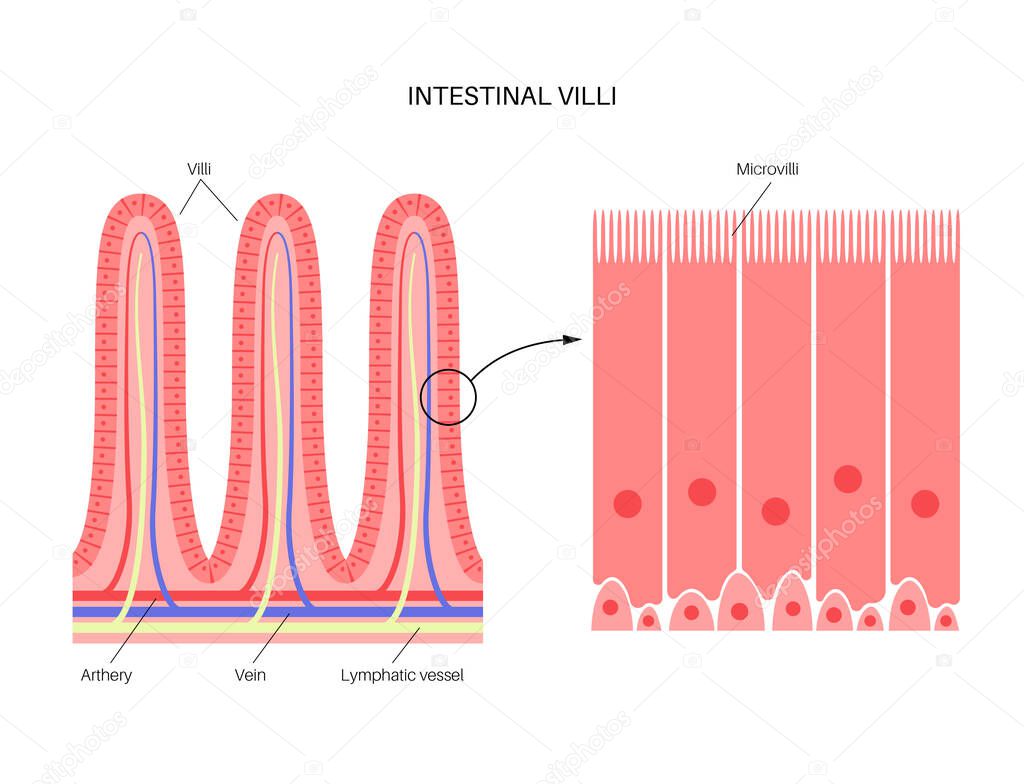 Intestinal villi anatomy