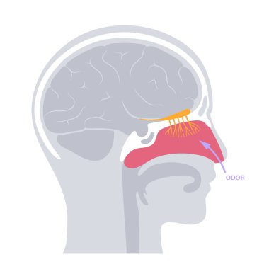 Koku siniri anatomisi