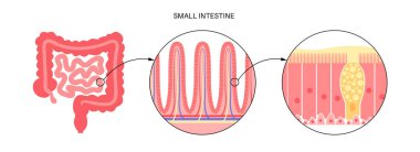 Bağırsak villus anatomisi