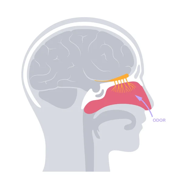 Anatomie nerveuse olfactive — Image vectorielle