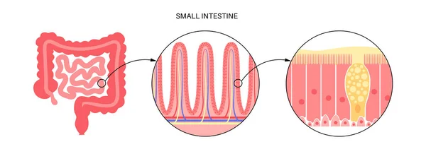 Střevních klků anatomie — Stockový vektor