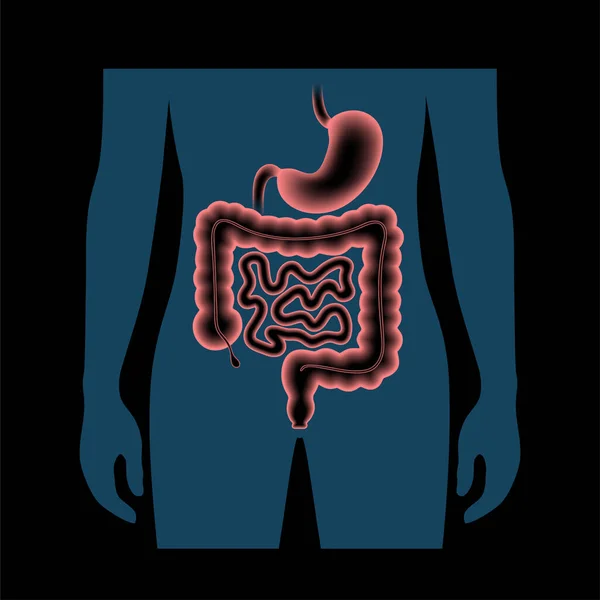 Anatomie zažívacího traktu — Stockový vektor