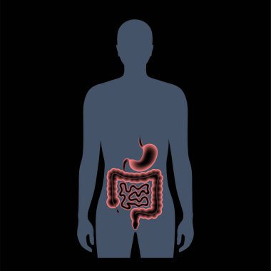 Sindirim sistemi anatomisi
