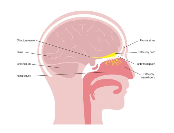 Anatomía del nervio olfativo — Vector de stock