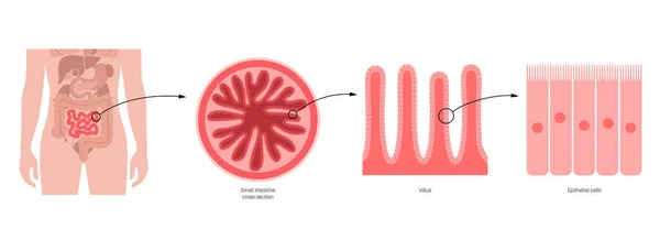 Anatomia dell'intestino tenue — Vettoriale Stock