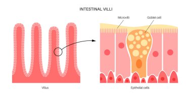Bağırsak villus anatomisi