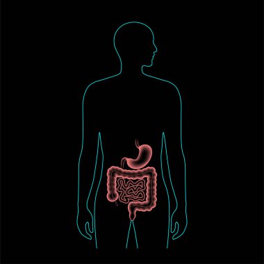 Sindirim sistemi anatomisi