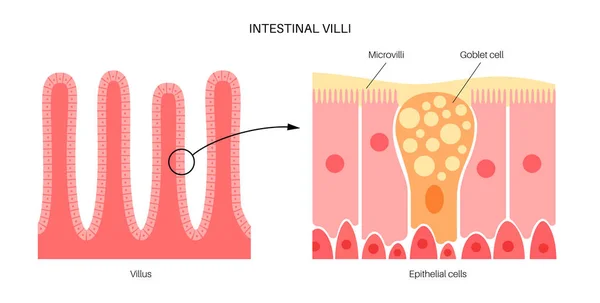 Anatomía de las vellosidades intestinales — Vector de stock