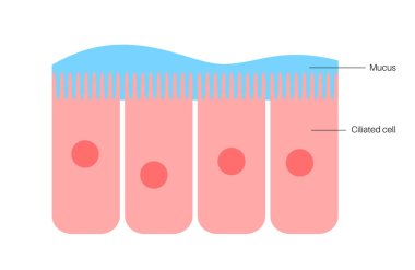 Epithelium of nasal mucosa clipart