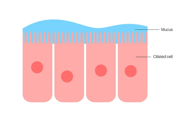 Epitelio de la mucosa nasal — Vector de stock