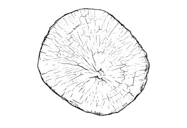 Ağaç gövdesi kesiti, ahşap halkalar ve doğal tahıllar. Dairesel kesik çizimi, büyüme radyal çizgileri ve organik doku. Kırsal tasarım için arkaplan deseni, marangozluk materyal vektörü.