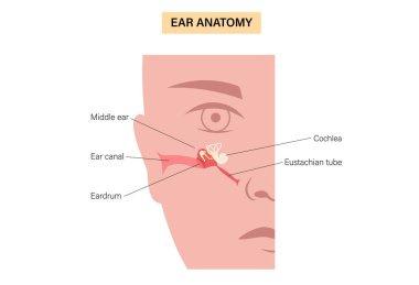 Östaki tüp tıp afişi. Orta kulak boğaza bağlanıyor, hava basıncını düzenliyor ve işitme dengesini sağlamak için sıvının boşaltılmasını sağlıyor. Kulak anatomisi, basınç eşitleme vektör illüstrasyonu