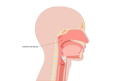 Östaki tüp tıp afişi. Orta kulak boğaza bağlanıyor, hava basıncını düzenliyor ve sıvının boşaltılmasını sağlıyor. Burun ve ağız boşlukları. Kulak anatomisi, basınç eşitleme vektör illüstrasyonu