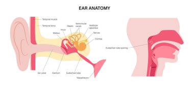 Kulak anatomisi posteri. Dış, orta ve iç yapılar. Koklea, kulak zarı, osidon ve işitsel sinir. Duyma ve denge kavramı. Titreşim iletimi ve ses algısı, ENT vektör illüstrasyonu