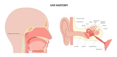 Östaki tüp tıp afişi. Orta kulak boğaza bağlanıyor, hava basıncını düzenliyor ve sıvının boşaltılmasını sağlıyor. Burun ve ağız boşlukları. Kulak anatomisi, basınç eşitleme vektör illüstrasyonu