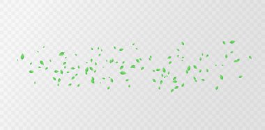 Temiz ve şeffaf bir arkaplanda yeşil yapraklar. Botanik şekiller, doğal tonlar, yumuşak organik detaylar, parlak havadar estetik. Eko tasarımı için ideal, bitkisel ürünler, doğa markalaşma vektörü illüstrasyonu