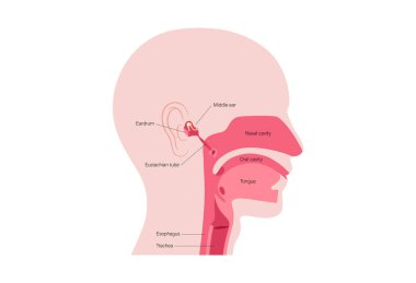 Östaki tüp tıp afişi. Orta kulak boğaza bağlanıyor, hava basıncını düzenliyor ve sıvının boşaltılmasını sağlıyor. Burun ve ağız boşlukları. Kulak anatomisi, basınç eşitleme vektör illüstrasyonu