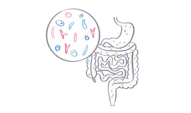 Bağırsak beyin bağlantısı, disbiyoz ve mikrobiyom. Normal ve anormal mikrobiyotası. Sinir sistemi, bağırsak ve mide anatomisi. Beyinden sindirim sistemine giden sinyaller. Kolon ve serebrum vektörü