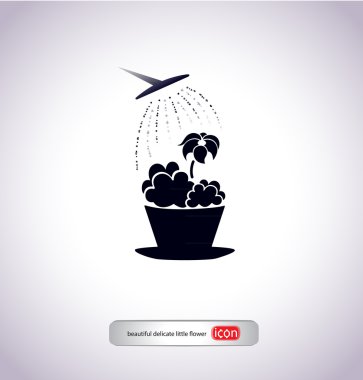 watering flower in pot