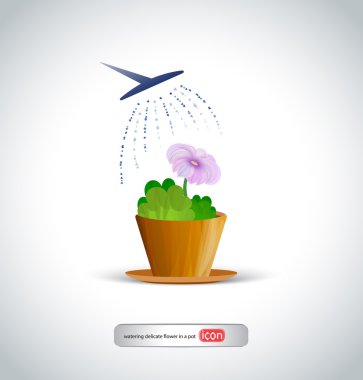 watering flower in pot