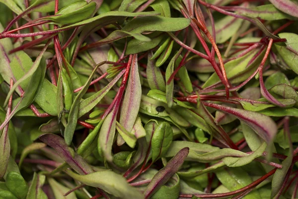 Micro Herb Red Chard — Stock Photo, Image
