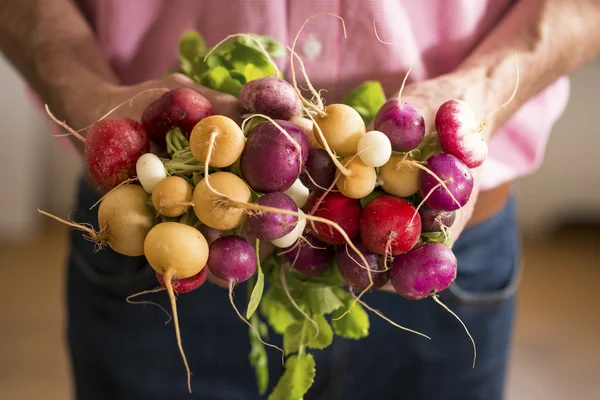 Närbild på rädisor i en Mans händer — Stockfoto