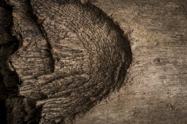 Soyut ahşap doku