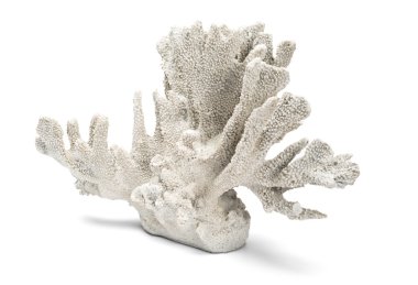 Beyaz bir arka plan üzerinde beyaz süs mercan açılı atış