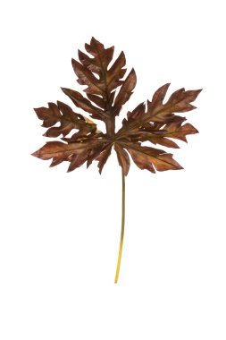 Yapay kurutulmuş yaprakları dal