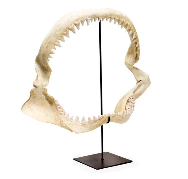 Tiburón mandíbula y dientes en pie sobre fondo blanco —  Fotos de Stock