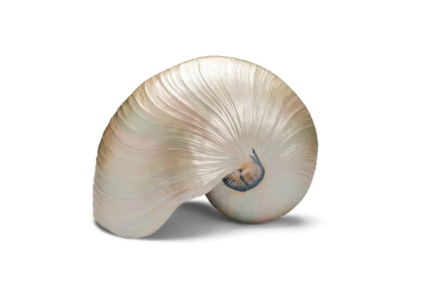 Caracol Shell sobre un fondo blanco — Foto de Stock