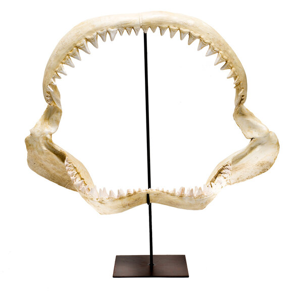 Shark 's Jaw and Teeth Skeleton on Stand Over White Background
