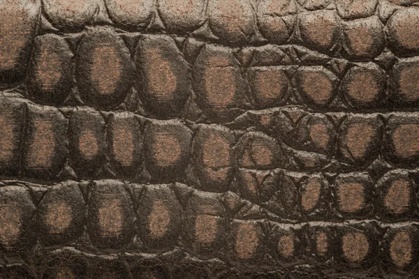 Crocodilo de couro Swatch pequeno grão — Fotografia de Stock