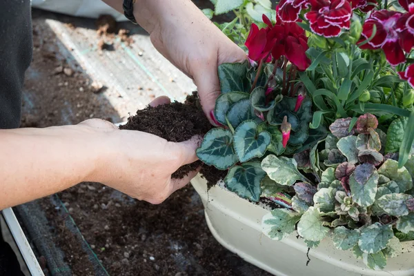 Mujer jardinero añadiendo suelo a un arreglo de flores de primavera — Foto de Stock