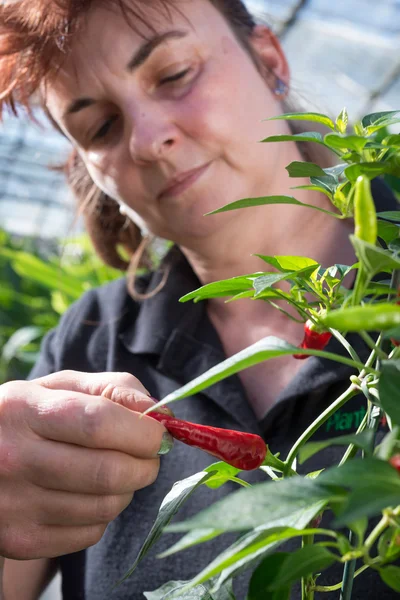 Trabajadora de vivero de plantas hembra revisando un chile rojo en la planta — Foto de Stock