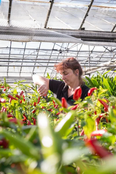 Morena mujer jardinero trabajando en invernadero entre planta de chile — Foto de Stock