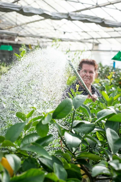 Mujer jardinero riego plantas creciendo en invernadero vivero — Foto de Stock