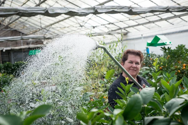 Mujer vivero trabajador riego follaje en un invernadero — Foto de Stock