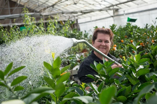Mujer sonriente jardinero regando plantas en un invernadero de vivero — Foto de Stock