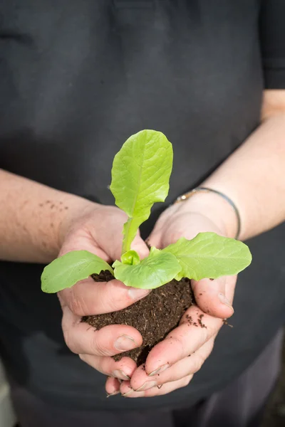 Mujer Cupping planta joven y el suelo en las manos — Foto de Stock