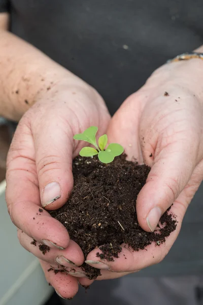 Gärtnerin hält zarte Pflanzentriebe und Erde in Händen — Stockfoto