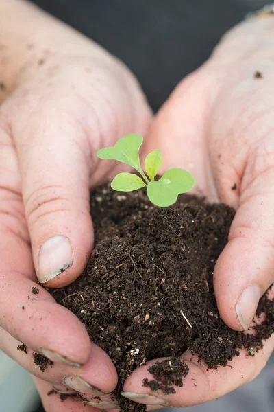 Gärtnerin schröpft zärtlich Keimling und Erde in Händen — Stockfoto