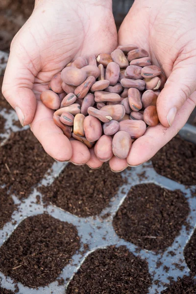 Jardinero femenino sosteniendo puñados de habas anchas encima de bandejas de semillas — Foto de Stock