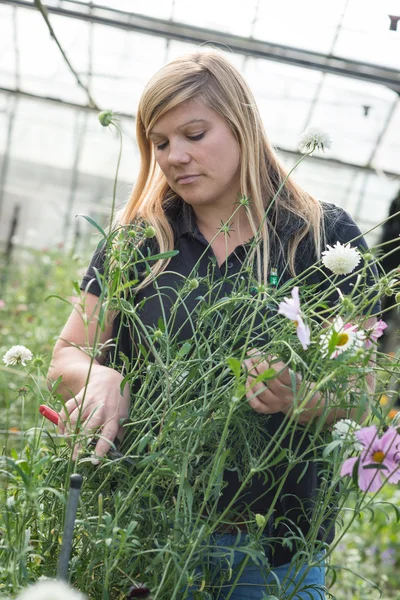 Jardinero Mujer Cortando Meadowflowers en vivero Invernadero — Foto de Stock