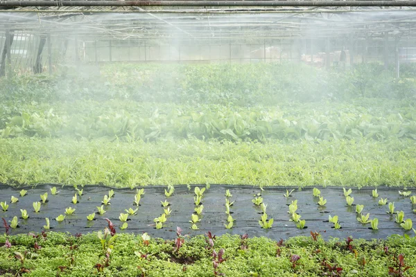 Sallad greener som imma i ett växthus — Stockfoto