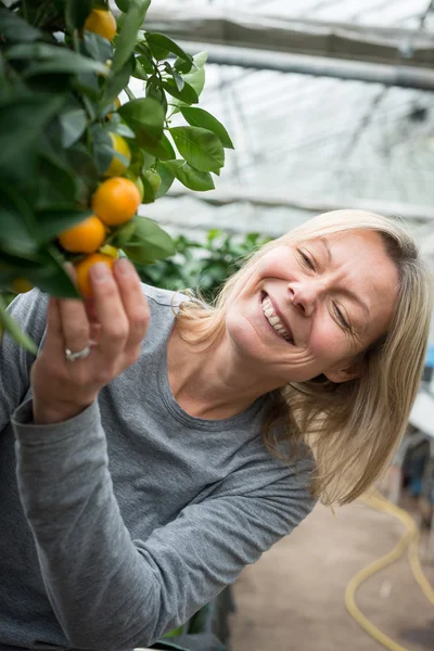 Mujer sonriente recogiendo una naranja en vivero de plantas — Foto de Stock