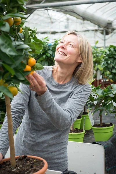 Mujer sonriente recogiendo una fruta cítrica en vivero de plantas — Foto de Stock